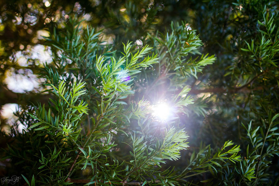 Engagement_Forest_Taryn_B_Photography_Cape Town_Photographer-6