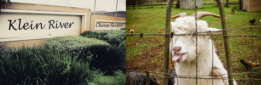 Garden_Route_Holiday_Taryn_B_Photography_personal_08