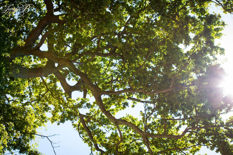 Solms_Delta_Franschhoek_Wedding_Photographer_Taryn_B_Photography_Gavin_Chandre-08